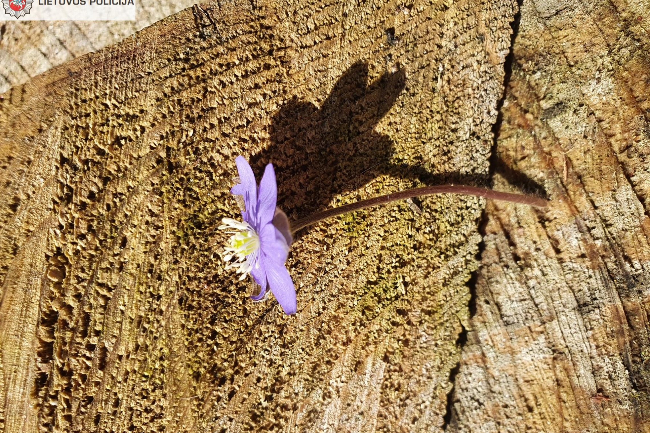 Iliustracija